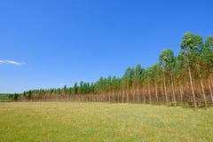 Plantage von Eukalyptusbäumen für Papier oder Holz- und Forstwirtschaft, Uruguay, Südamerika stockfotografie Plantage von Eukalyptusbäumen für Papier oder Holz- und Forstwirtschaft, Uruguay, Südamerika stockfotografie