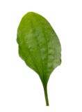 Plantain leaf isolated on white background royalty free stock image Plantain leaf isolated on white background royalty free stock image