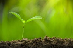 Plantant des arbres, aimant l'environnement et prot?geant la nature nourrissant le jour d'environnement du monde d'usines pour ai photos stock Plantant des arbres, aimant l'environnement et prot?geant la nature nourrissant le jour d'environnement du monde d'usines pour ai photos stock
