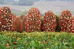 Plantas chinas del Año Nuevo Plantas chinas del Año Nuevo