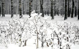 Plantas cobertos de neve contra a floresta do inverno Imagem de Stock Royalty Free Plantas cobertos de neve contra a floresta do inverno Imagem de Stock Royalty Free