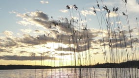 Plantas de lingüeta do lago com o céu bonito do por do sol com nuvens video estoque Plantas de lingüeta do lago com o céu bonito do por do sol com nuvens video estoque