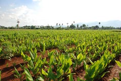 Plantas do Turmeric foto de stock Plantas do Turmeric foto de stock