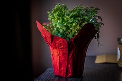 PLANTAS EN UN FLORERO ROJO foto de archivo libre de regalías PLANTAS EN UN FLORERO ROJO foto de archivo libre de regalías