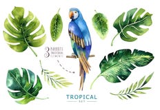 Plantas tropicais tiradas mão da aquarela ajustadas e papagaio Pa exótico ilustração do vetor Plantas tropicais tiradas mão da aquarela ajustadas e papagaio Pa exótico ilustração do vetor