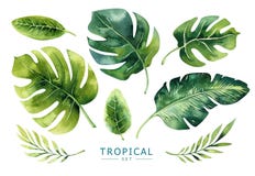 Plantas tropicais tiradas mão da aquarela ajustadas Folhas de palmeira exóticas, j Plantas tropicais tiradas mão da aquarela ajustadas Folhas de palmeira exóticas, j