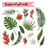 Plantas tropicales sistema, colección aislada en un blanco stock de ilustración Plantas tropicales sistema, colección aislada en un blanco stock de ilustración