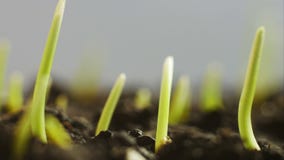 Plantas verdes crecientes Plantas verdes crecientes