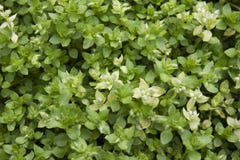 Plantas verdes de la primavera en un jardín Fotos de archivo libres de regalías Plantas verdes de la primavera en un jardín Fotos de archivo libres de regalías