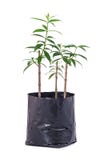 Plantation d'arbres d'isolement images stock Plantation d'arbres d'isolement images stock
