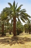 Plantation Of Date Palms In Israel Royalty Free Stock Photography
