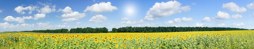 Plantation Of Golden Sunflowers. Royalty Free Stock Photography