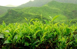 plantation tea