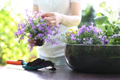 Plantation, travail dans le jardin photo stock Plantation, travail dans le jardin photo stock
