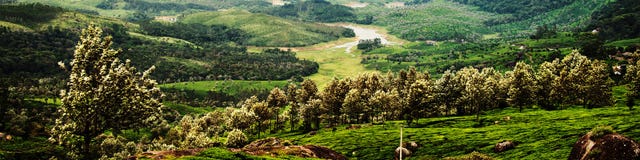 Plantations de thé dans Munnar, Kerala dans l'Inde avec la forêt verte Photos stock Plantations de thé dans Munnar, Kerala dans l'Inde avec la forêt verte Photos stock
