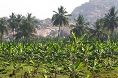 Plantação de banana na cidade de Humpi, Índia, Karnataka Produção alimentar orgânica da exploração agrícola Foto de Stock Royalty Free Plantação de banana na cidade de Humpi, Índia, Karnataka Produção alimentar orgânica da exploração agrícola Foto de Stock Royalty Free