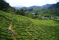 Plantações de chá verde Cameron Highlands em Malásia imagem de stock royalty free Plantações de chá verde Cameron Highlands em Malásia imagem de stock royalty free