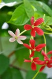 Plante grimpante de Rangoon Image stock Plante grimpante de Rangoon Image stock