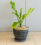 Plante verte dans le bureau image libre de droits Plante verte dans le bureau image libre de droits