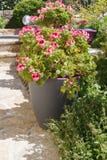 Planter with pink geranium flowers royalty free stock photos Planter with pink geranium flowers royalty free stock photos