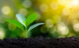 Plantera den unga växten för plantor i morgonen tänd på naturbakgrund arkivfoto Plantera den unga växten för plantor i morgonen tänd på naturbakgrund arkivfoto