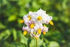 Plantes de pomme de terre de floraison sur le champ photo stock Plantes de pomme de terre de floraison sur le champ photo stock