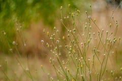 Plantes jaunes et vertes avec des fleurs photo stock Plantes jaunes et vertes avec des fleurs photo stock