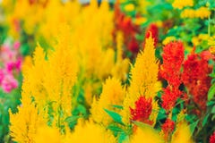 Plantes tropicales pelucheuses rouges et jaunes photos stock Plantes tropicales pelucheuses rouges et jaunes photos stock