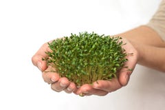 Plantes vertes ? disposition, graines germ?es de laitue de cresson dans la paume sur un fond blanc, isolat, v?g?tarisme, nourritu photographie stock Plantes vertes ? disposition, graines germ?es de laitue de cresson dans la paume sur un fond blanc, isolat, v?g?tarisme, nourritu photographie stock
