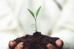 Plantez un arbre le sol et les jeunes plantes dans le ` s de grand-mère remettent Photos stock Plantez un arbre le sol et les jeunes plantes dans le ` s de grand-mère remettent Photos stock