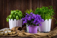 Planting flowers royalty free stock photos Planting flowers royalty free stock photos