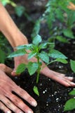 Planting Peppers Stock Photos Planting Peppers Stock Photos