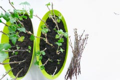 Planting Seedlings Currant In Pots, Garden Tools Royalty Free Stock Photos Planting Seedlings Currant In Pots, Garden Tools Royalty Free Stock Photos
