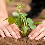Planting strawberries in garden stock photos Planting strawberries in garden stock photos