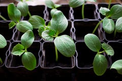 plantor av gurkor, små groddar i svarta krukor, gröna unga växter arkivfoto plantor av gurkor, små groddar i svarta krukor, gröna unga växter arkivfoto