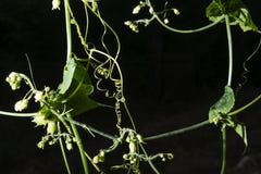 Plants with many tendrils royalty free stock images Plants with many tendrils royalty free stock images