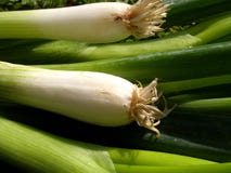 Plants Onions Stock Photo Plants Onions Stock Photo