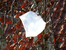 Plastic bag on a tree royalty free stock photo Plastic bag on a tree royalty free stock photo