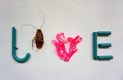 Plastic band,scrap plastic and cockroach arrange on white background royalty free stock photography Plastic band,scrap plastic and cockroach arrange on white background royalty free stock photography