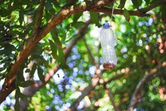 Plastic bottle insect trap hanging on tree in fruit farm ,  handmade recycling