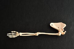 A plastic model of a human arm skeletons royalty free stock photos A plastic model of a human arm skeletons royalty free stock photos