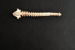 A plastic model of a human spine Royalty Free Stock Photography A plastic model of a human spine Royalty Free Stock Photography
