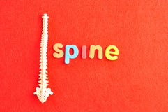 A plastic model of a human spine with the word spine Stock Photo A plastic model of a human spine with the word spine Stock Photo