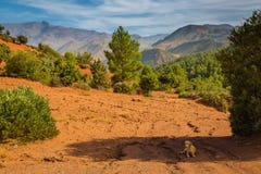 Plateau élevé dans les montagnes d'atlas, Maroc Images stock Plateau élevé dans les montagnes d'atlas, Maroc Images stock
