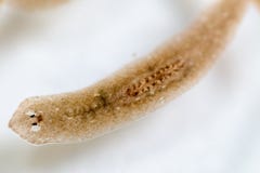 Platelminto del parassita di Planarian nell'ambito della vista del microscopio fotografia stock libera da diritti Platelminto del parassita di Planarian nell'ambito della vista del microscopio fotografia stock libera da diritti