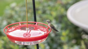 Platycercus Vasto-munito di Selasphorus del colibrì della femmina adulta fotografie stock Platycercus Vasto-munito di Selasphorus del colibrì della femmina adulta fotografie stock
