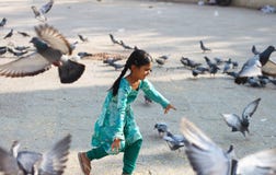 Playful Young Child With Pigeons Stock Photography