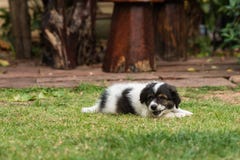 Playing puppy royalty free stock photo Playing puppy royalty free stock photo