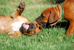 Playtime do filhote de cachorro fotografia de stock royalty free Playtime do filhote de cachorro fotografia de stock royalty free