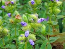 Strobilanthes Stock Photos Images Pictures